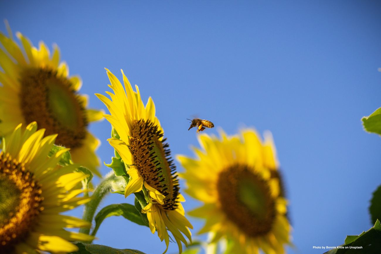 Sonnenblumen mit Biene vor blauem Himmel